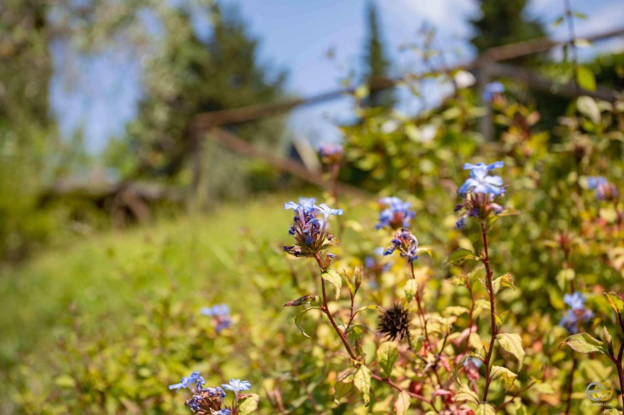 Terre Di Melazzano - Le Case Di Chiara グレーヴェ・イン・キアンティ エクステリア 写真